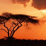 afrique