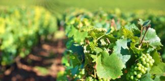 Route des vins