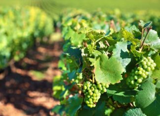 Route des vins