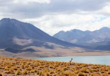 Découvrir le Nord du Chili : que voir absolument dans la ville d’Iquique ? Chili