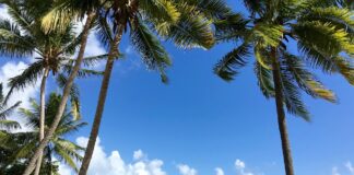 Activités en Martinique