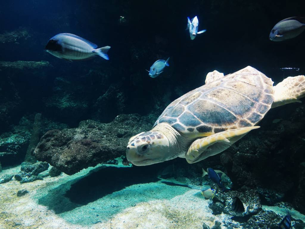 aquarium la Rochelle activité divertissante Charente-Maritime