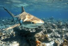 Requin la Réunion : tout savoir sur les squales dans les eaux de l’île